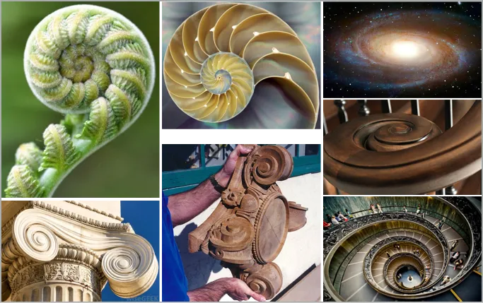 Volute spirals in nature and human architecture