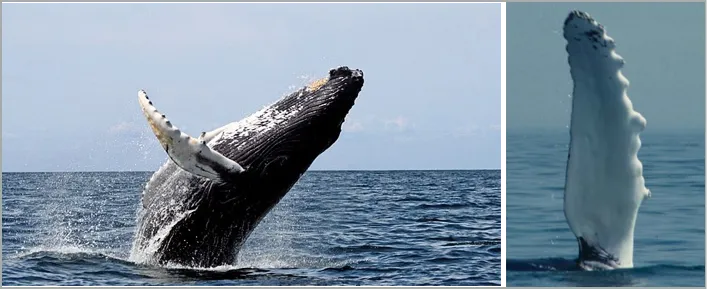 Humpback whale's flippers with the wavy leading edge formed by tubercles