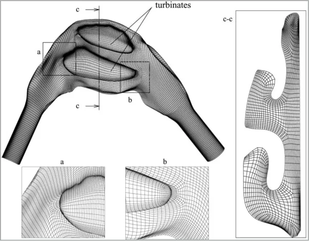 CFD in Biomedical Applications: Structured mesh for a nasal cavity.